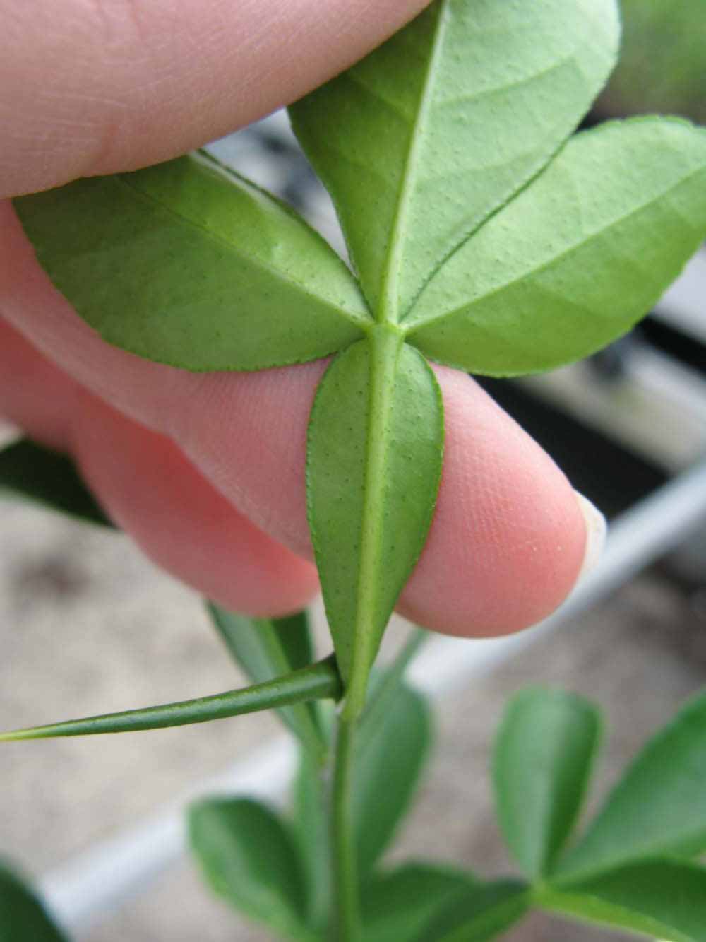              Petiole (Phillip Rucks Citrus Nursery, Frostproof, FL)       